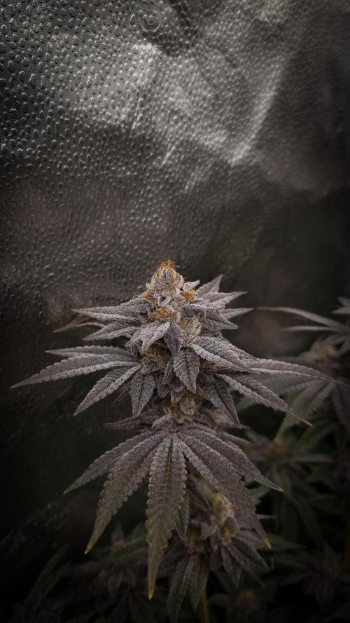 Midnight Candy HappyPlant420 SOIL. Week 16 - Day 49