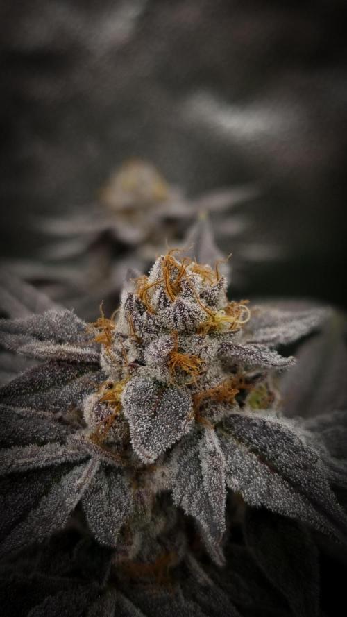 Midnight Candy HappyPlant420 SOIL. Week 16 - Day 49