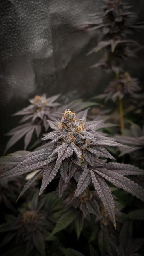 Midnight Candy HappyPlant420 SOIL. Week 16 - Day 49