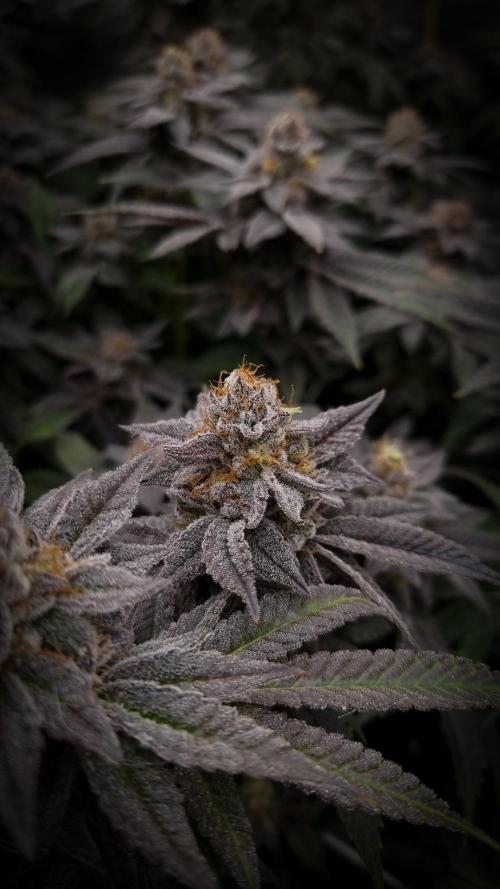 Midnight Candy HappyPlant420 SOIL. Week 16 - Day 49