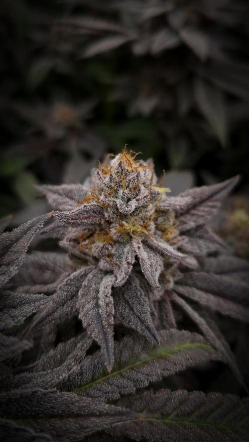 Midnight Candy HappyPlant420 SOIL. Week 16 - Day 49