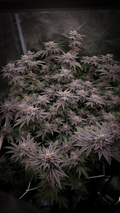 Midnight Candy HappyPlant420 SOIL. Week 16 - Day 49