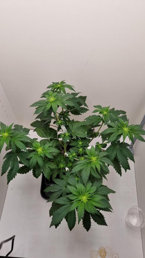 Grandpa Zombie IZI seeds SOIL. Week 5 - Day 7