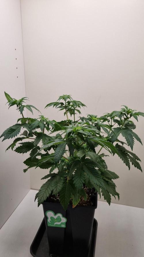 Grandpa Zombie IZI seeds SOIL. Week 5 - Day 7