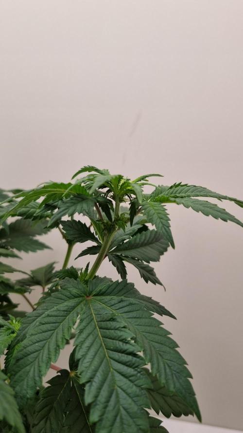 Grandpa Zombie IZI seeds SOIL. Week 5 - Day 7