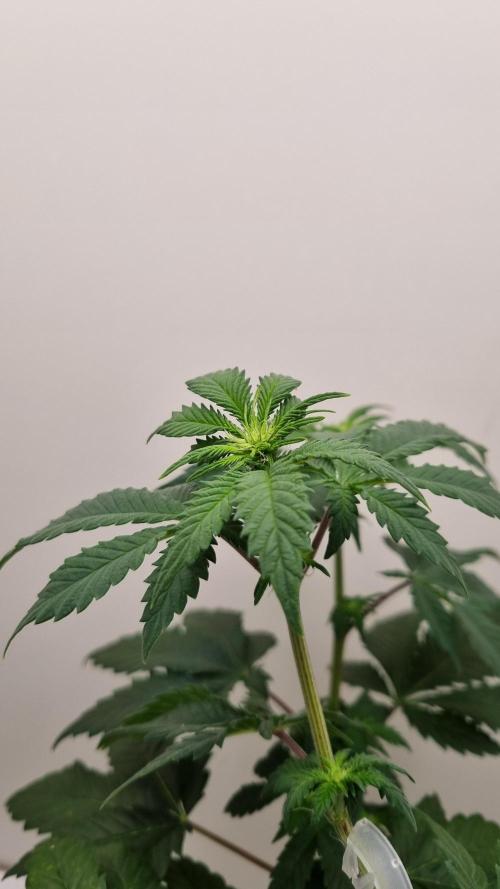 Grandpa Zombie IZI seeds SOIL. Week 5 - Day 7