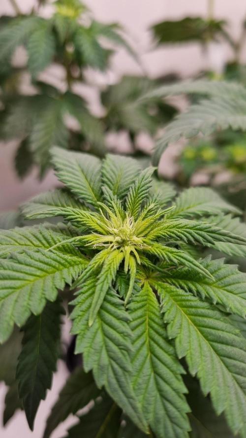 Grandpa Zombie IZI seeds SOIL. Week 5 - Day 7