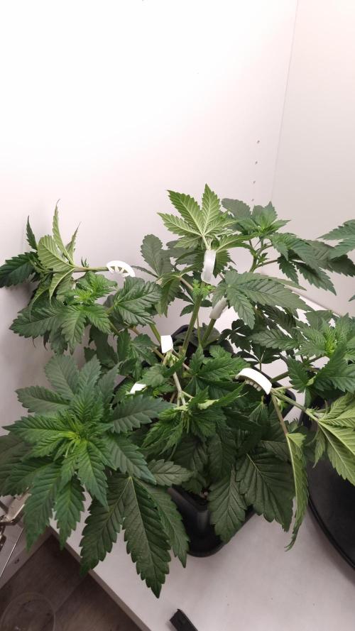 Grandpa Zombie IZI seeds SOIL. Week 5 - Day 3 LST