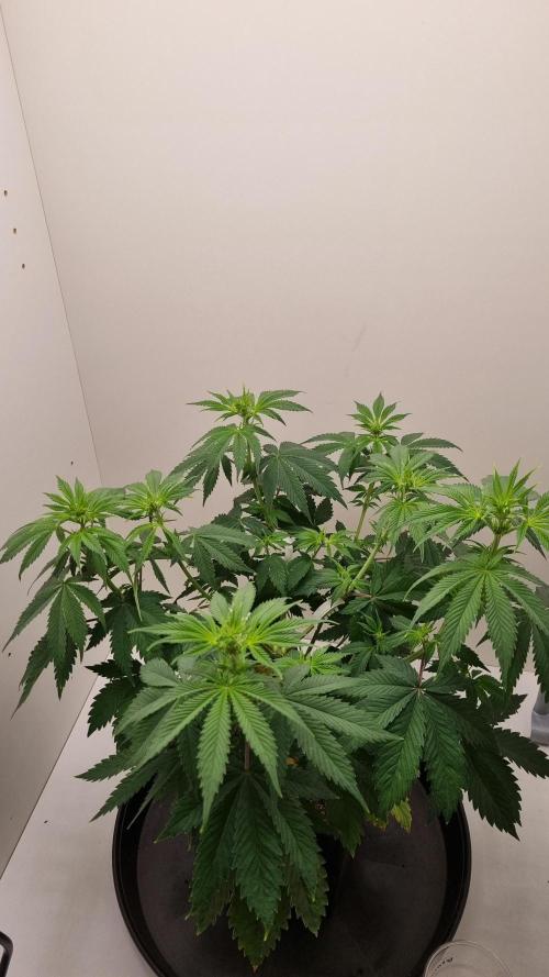 Sticky Broccoli Zamnesia SOIL. Week 5 - Day 7