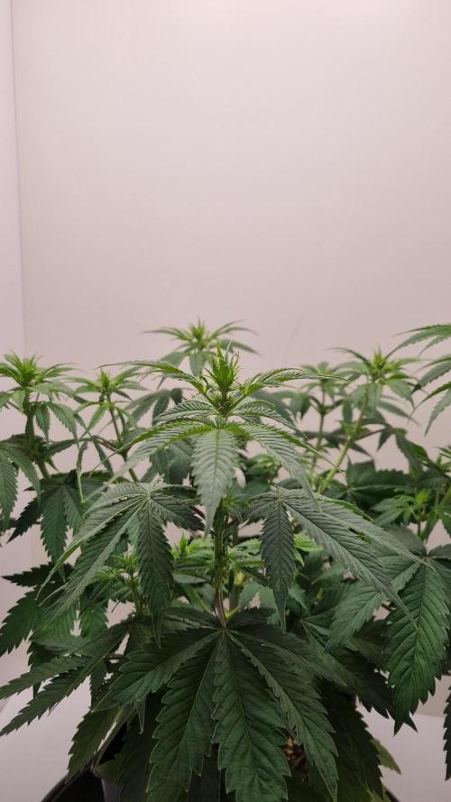 Sticky Broccoli Zamnesia SOIL. Week 5 - Day 7