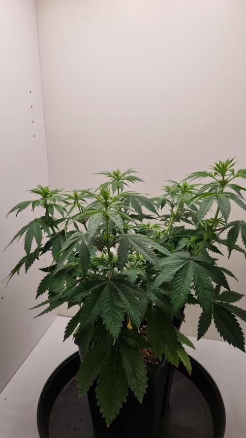 Sticky Broccoli Zamnesia SOIL. Week 5 - Day 7