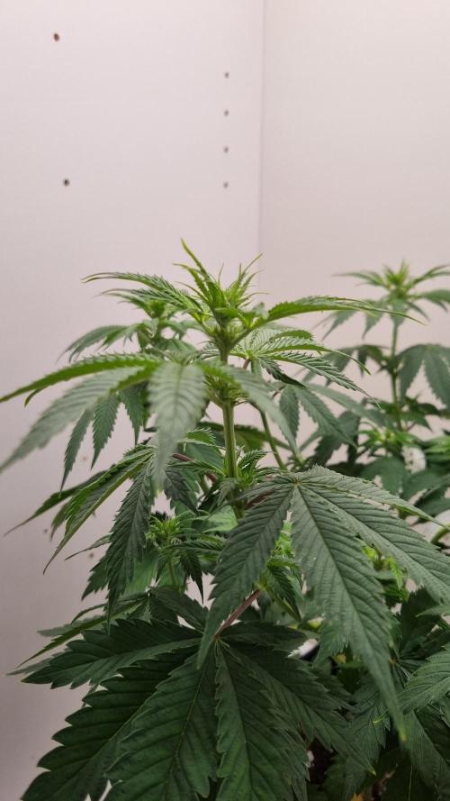 Sticky Broccoli Zamnesia SOIL. Week 5 - Day 7