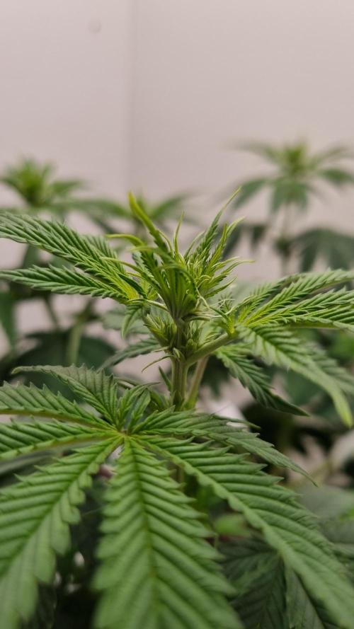 Sticky Broccoli Zamnesia SOIL. Week 5 - Day 7