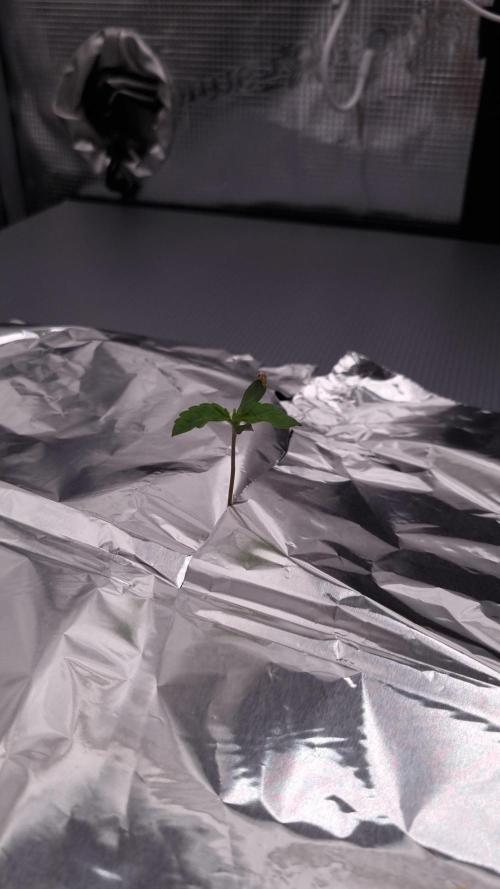 Frozen Nectar HappyPlant420 NFT. Week 0 - Transplant to nft