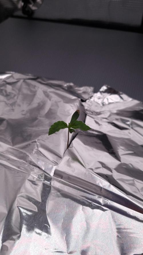 Frozen Nectar HappyPlant420 NFT. Week 0 - Transplant to nft