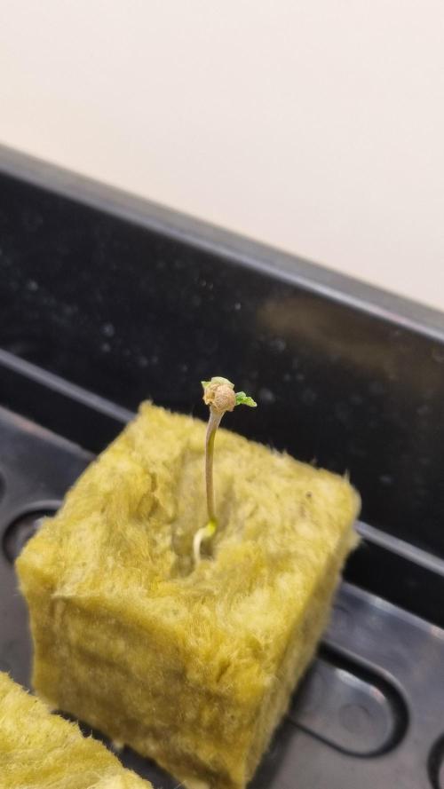 Durian Pie HappyPlant420 NFT. Week 0 - Sprouting