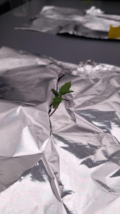 Durian Pie HappyPlant420 NFT. Week 0 - Transplanted to nft