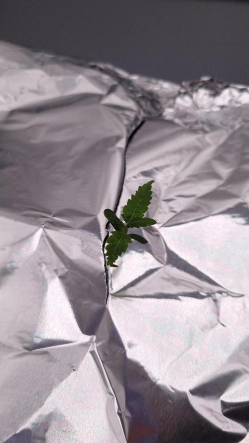 Durian Pie HappyPlant420 NFT. Week 0 - Transplanted to nft