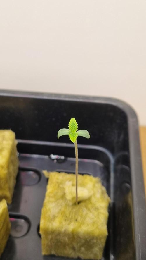 Slush Mint Cake Dutch Passion NFT. Week 0 - Seedling