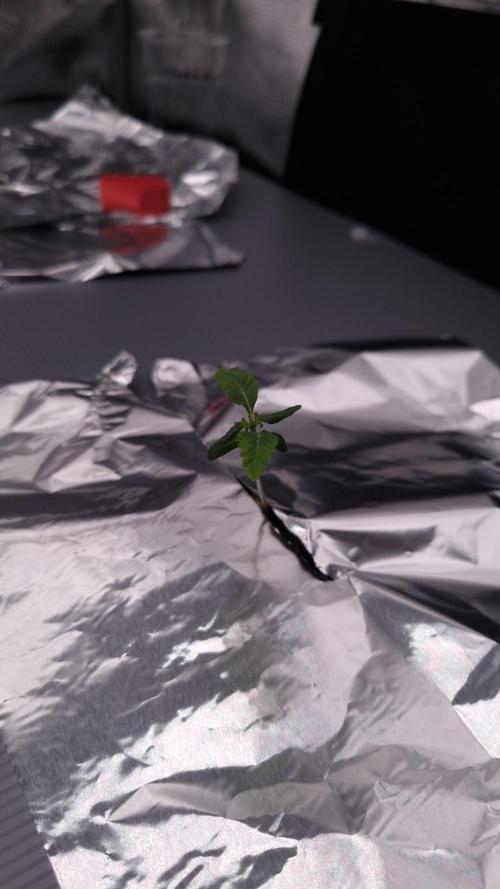 Slush Mint Cake Dutch Passion NFT. Week 0 - Transplanted to nft