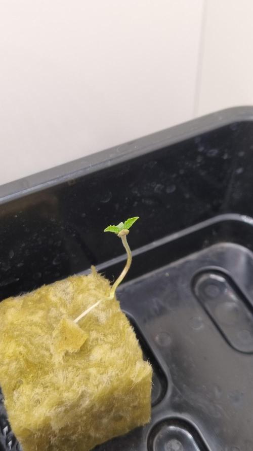 Aladdin Kush Khalifa Genetics NFT. Week 0 - Seedling