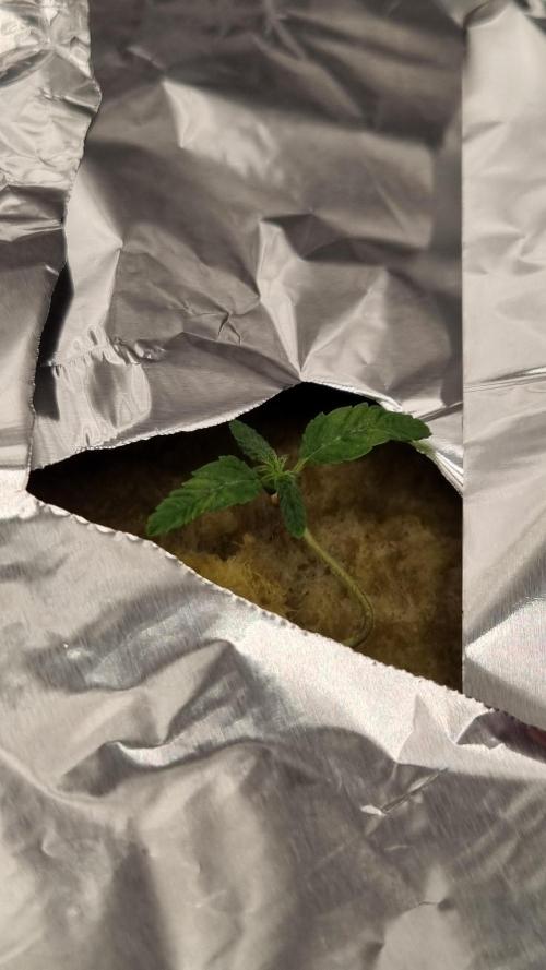 Aladdin Kush Khalifa Genetics NFT. Week 0 - Transplanted to nft