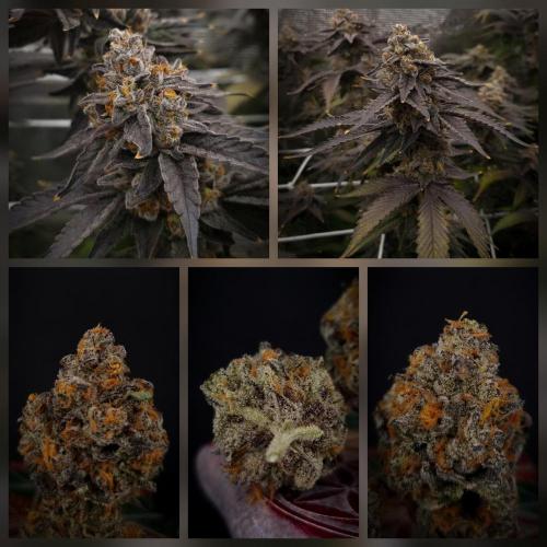 Papayton Fastbuds NFT. Week 16 - Collage