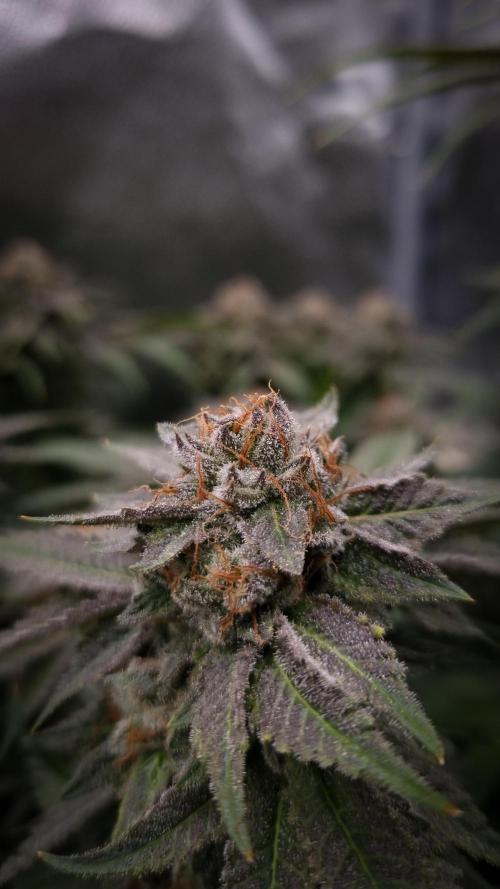 Sherbelato Cake #2 Dutch Passion SOIL. Week 17 - Day 56