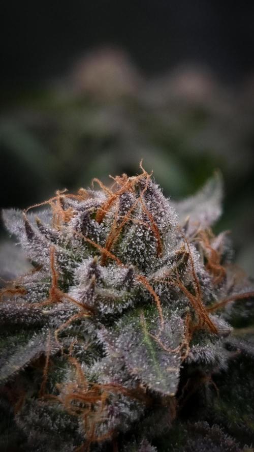Sherbelato Cake #2 Dutch Passion SOIL. Week 17 - Day 56