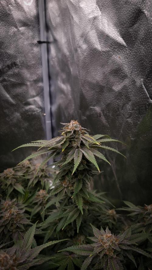 Sherbelato Cake #2 Dutch Passion SOIL. Week 17 - Day 56
