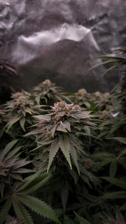 Sherbelato Cake #2 Dutch Passion SOIL. Week 17 - Day 56
