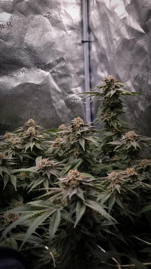 Sherbelato Cake #2 Dutch Passion SOIL. Week 17 - Day 56