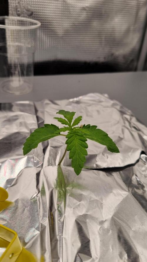 Frozen Nectar HappyPlant420 NFT. Week 1 - Day 7