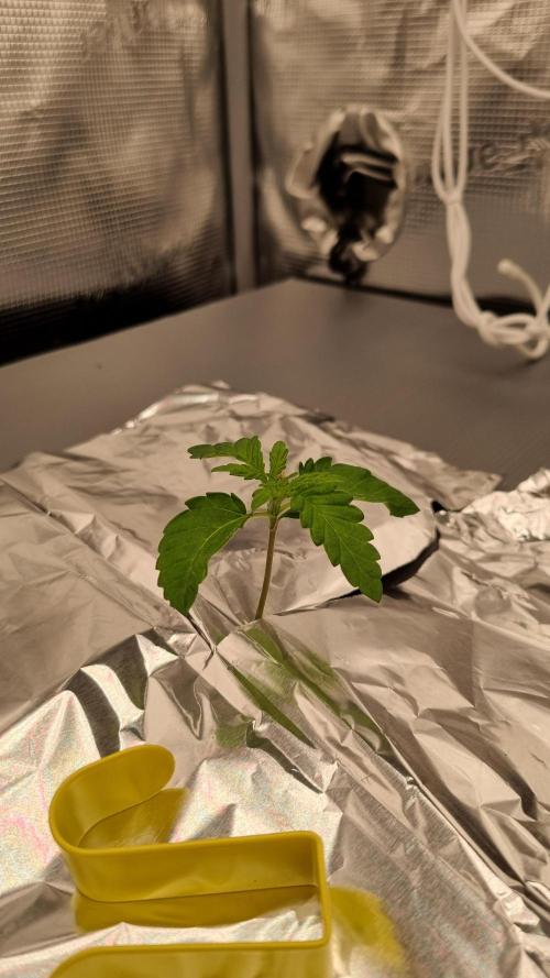 Frozen Nectar HappyPlant420 NFT. Week 1 - Day 7