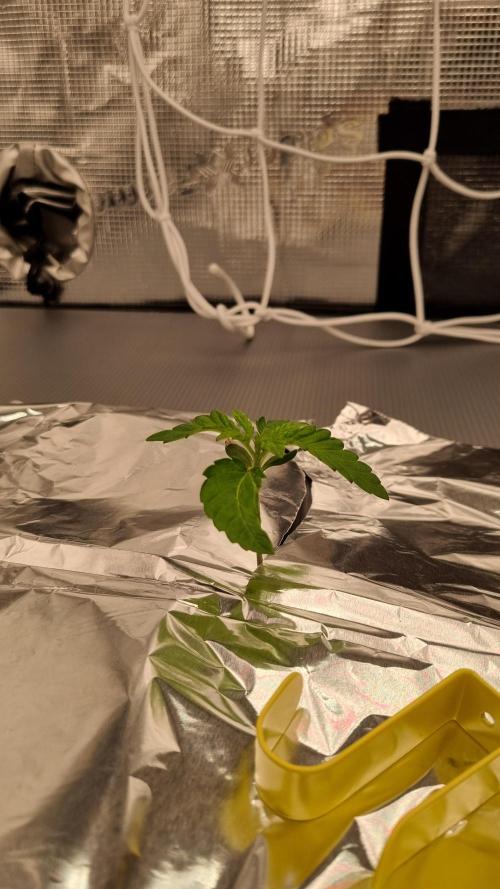 Frozen Nectar HappyPlant420 NFT. Week 1 - Day 7
