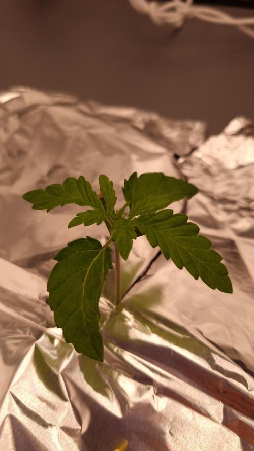 Frozen Nectar HappyPlant420 NFT. Week 1 - Day 7