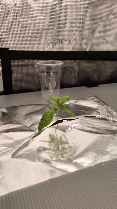 Durian Pie HappyPlant420 NFT. Week 1 - Day 7