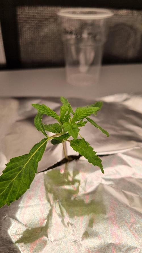 Durian Pie HappyPlant420 NFT. Week 1 - Day 7