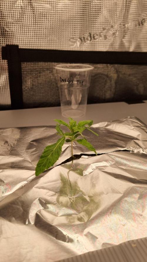 Durian Pie HappyPlant420 NFT. Week 1 - Day 7