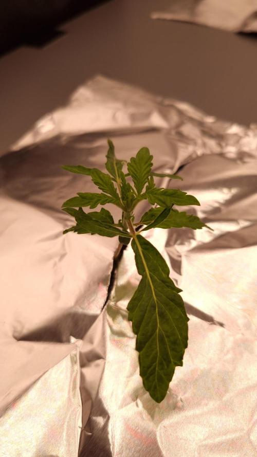 Durian Pie HappyPlant420 NFT. Week 1 - Day 7
