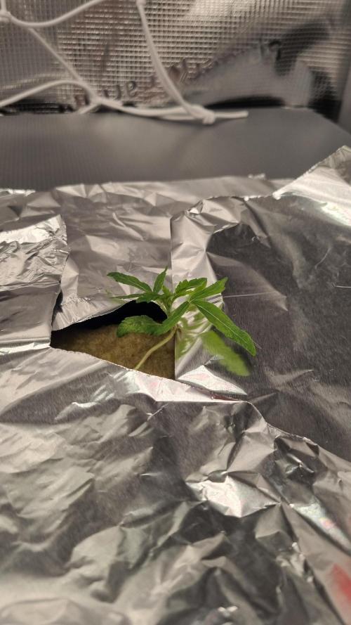 Aladdin Kush Khalifa Genetics NFT. Week 1 - Day 7
