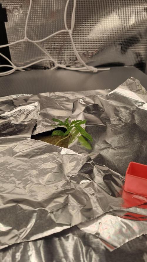 Aladdin Kush Khalifa Genetics NFT. Week 1 - Day 7