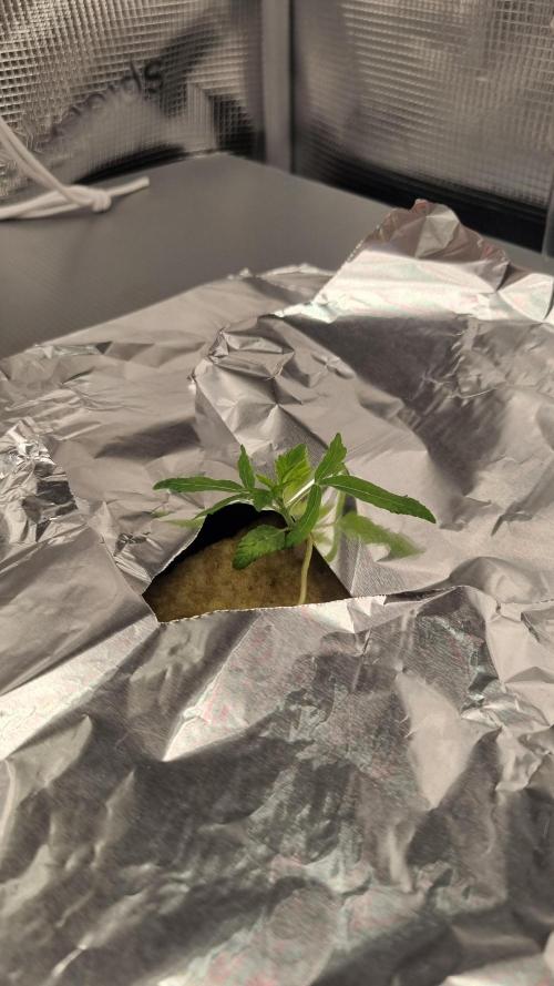 Aladdin Kush Khalifa Genetics NFT. Week 1 - Day 7
