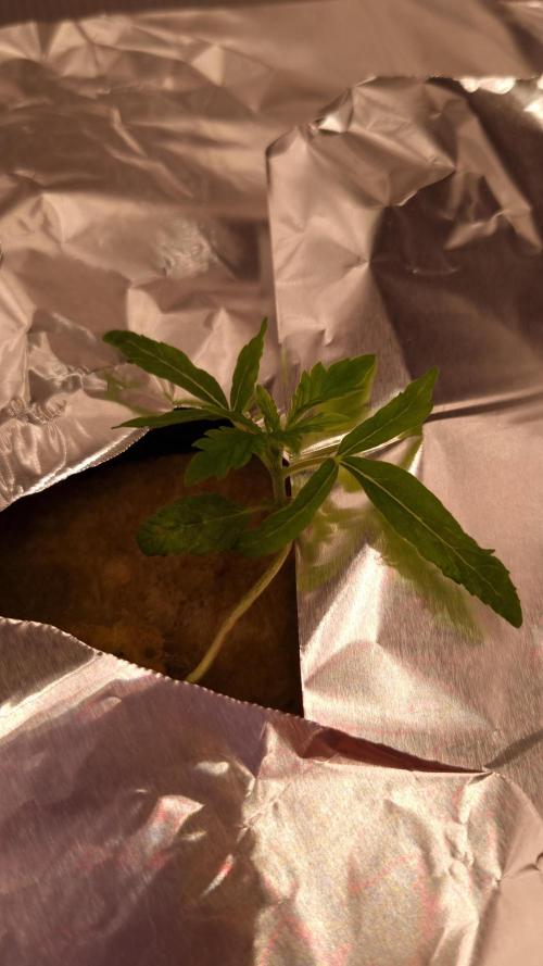 Aladdin Kush Khalifa Genetics NFT. Week 1 - Day 7
