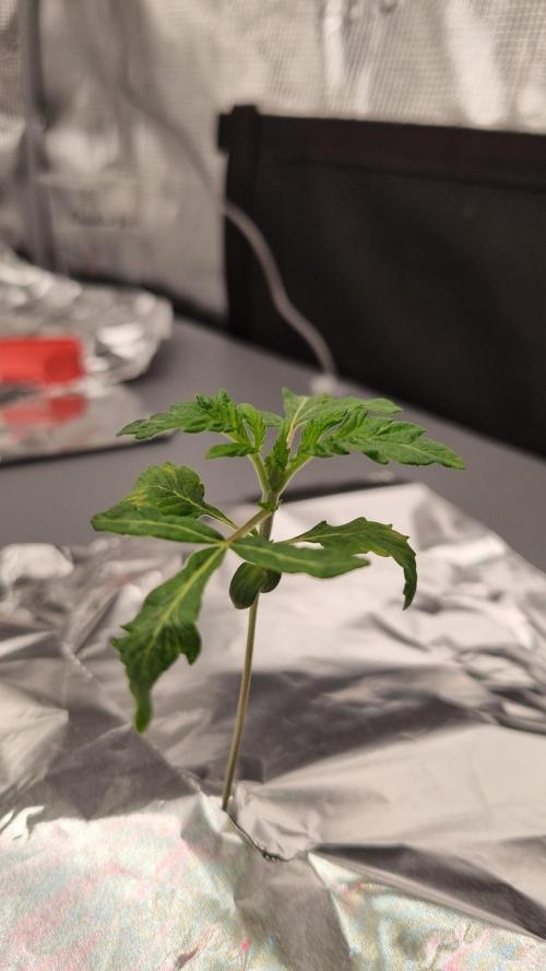 Slush Mint Cake Dutch Passion NFT. Week 1 - Day 7