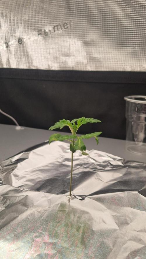Slush Mint Cake Dutch Passion NFT. Week 1 - Day 7