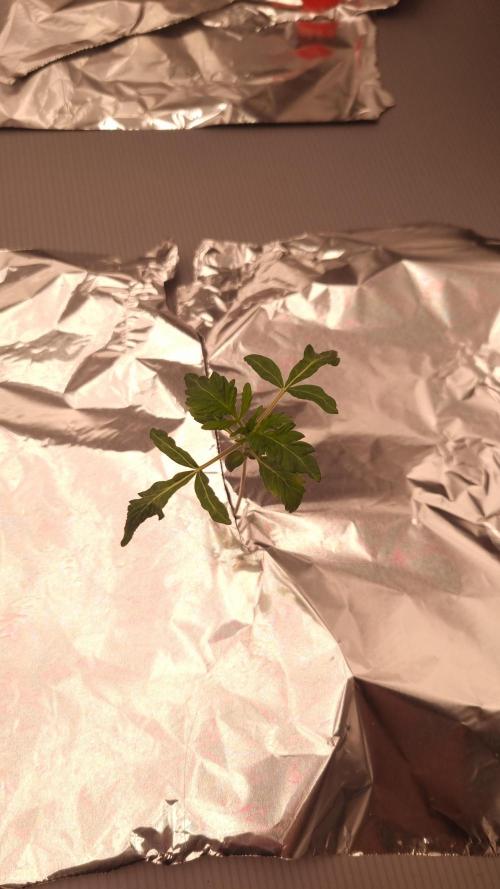 Slush Mint Cake Dutch Passion NFT. Week 1 - Day 7