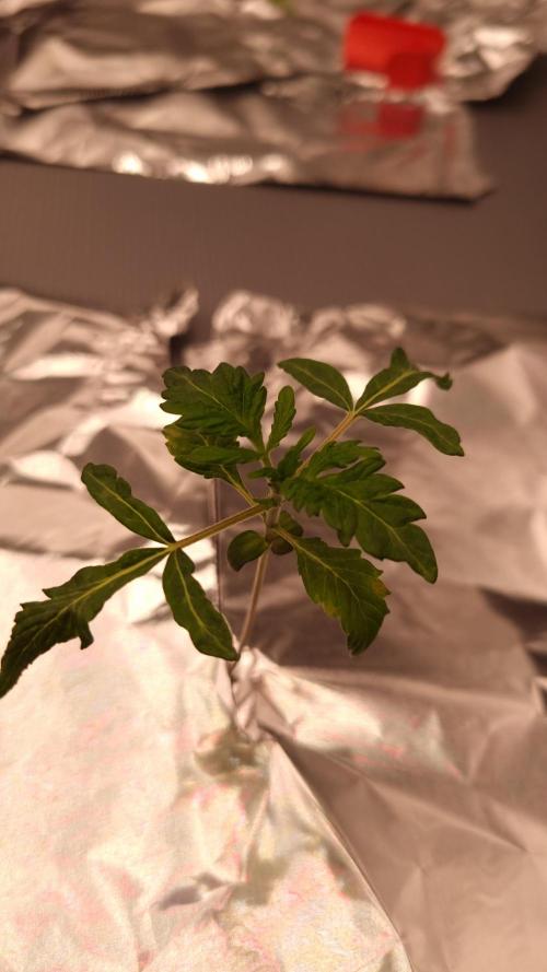 Slush Mint Cake Dutch Passion NFT. Week 1 - Day 7