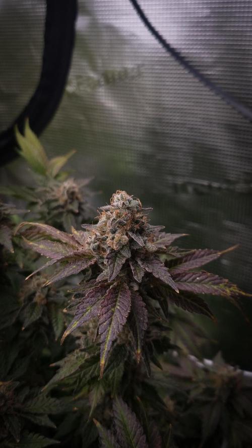 Garlic Cookies #2 Pureinstinto NFT. Week 18 - Harvest