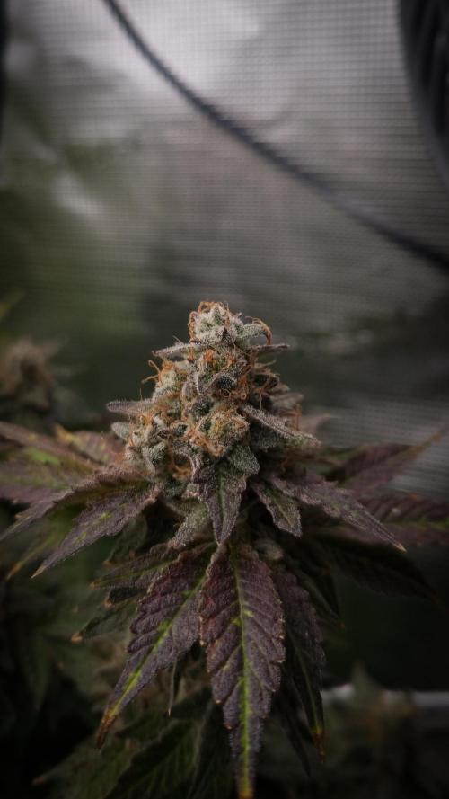 Garlic Cookies #2 Pureinstinto NFT. Week 18 - Harvest